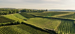 Weingut Siegert
