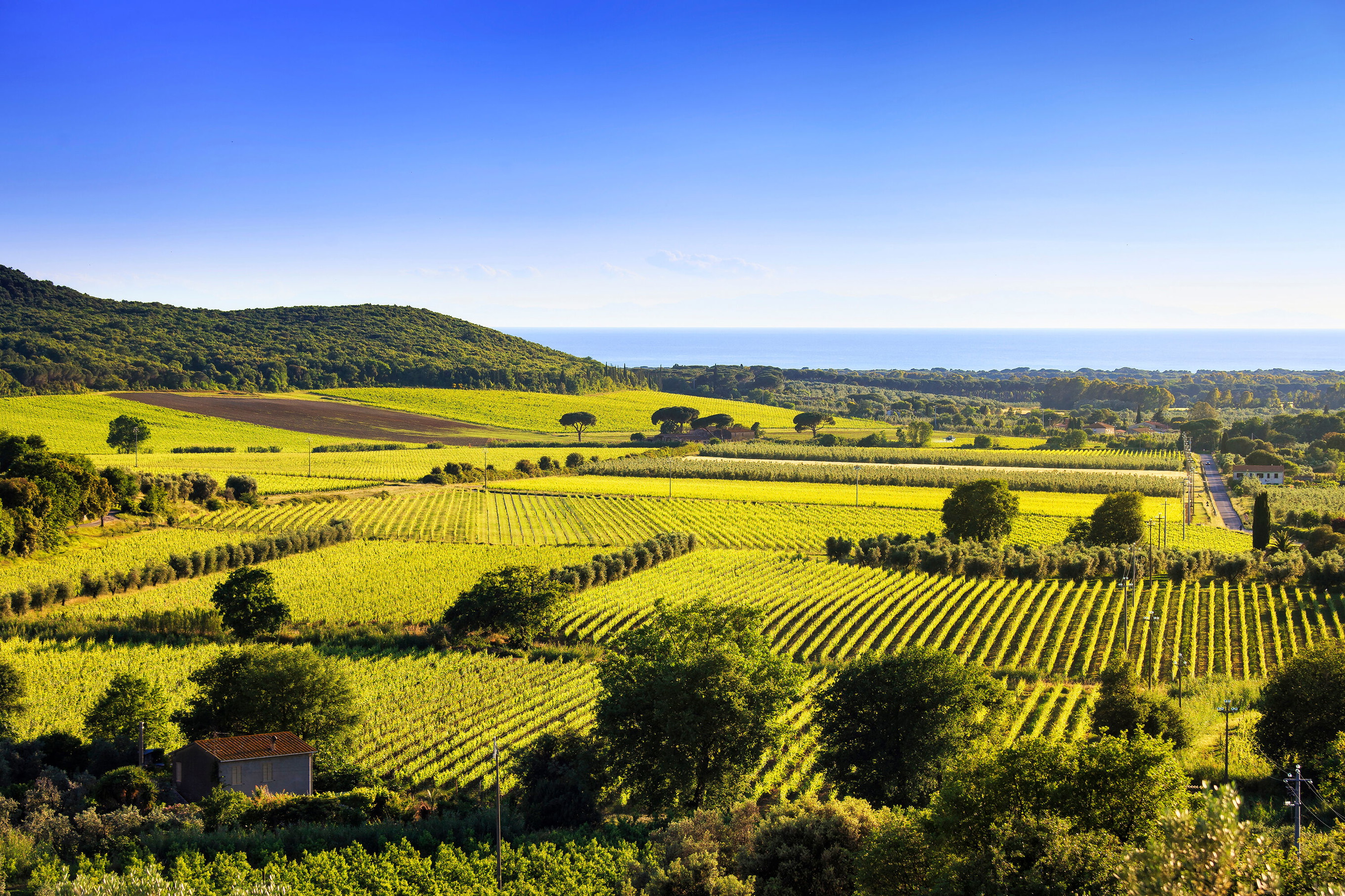 Bolgheri
