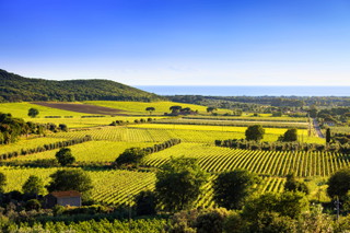 Bolgheri