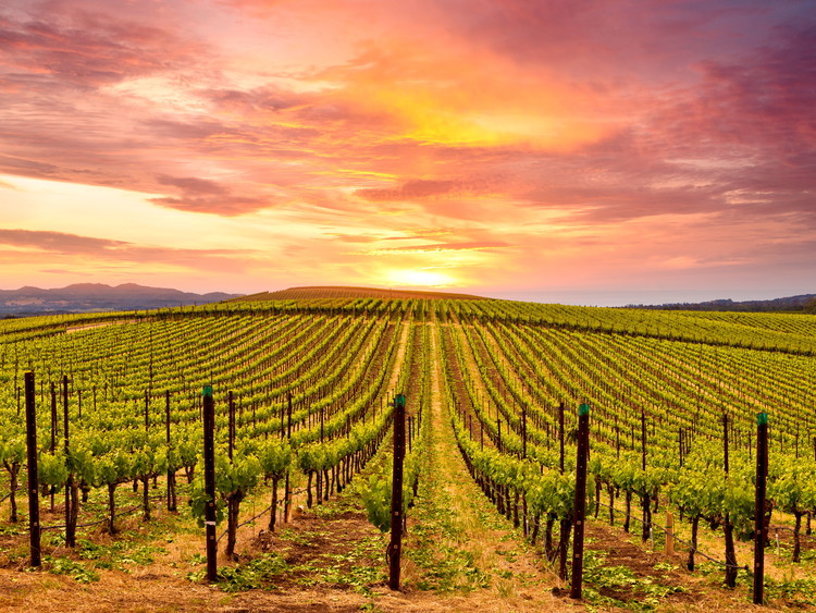 Valle di Napa