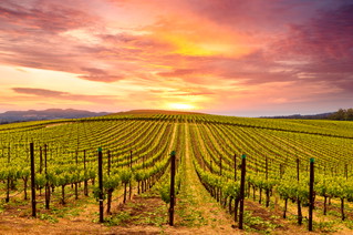 Napa Valley