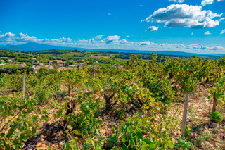 Châteauneuf-du-Pape