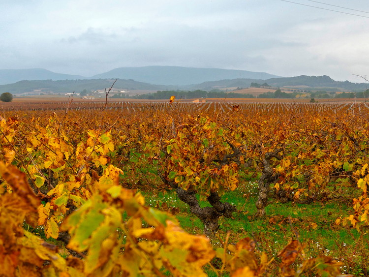Penedès