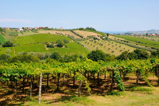Vino Nobile di Montepulciano