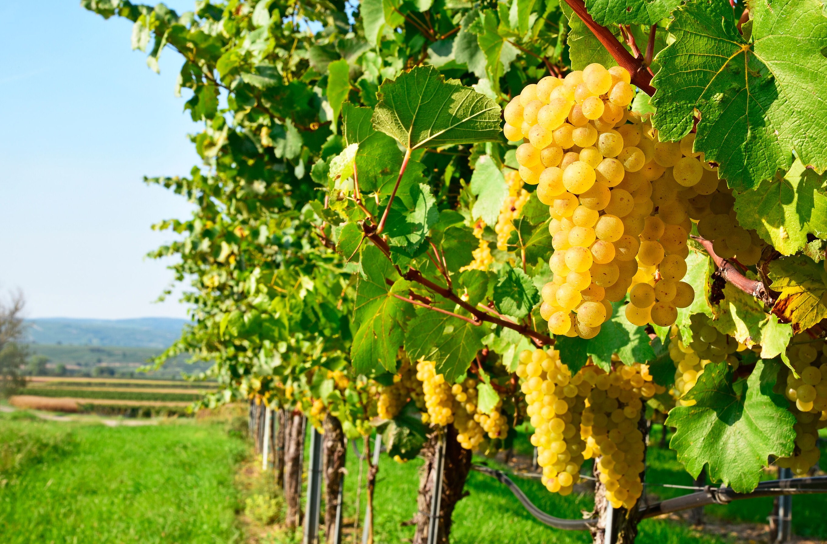 Grüner Veltliner