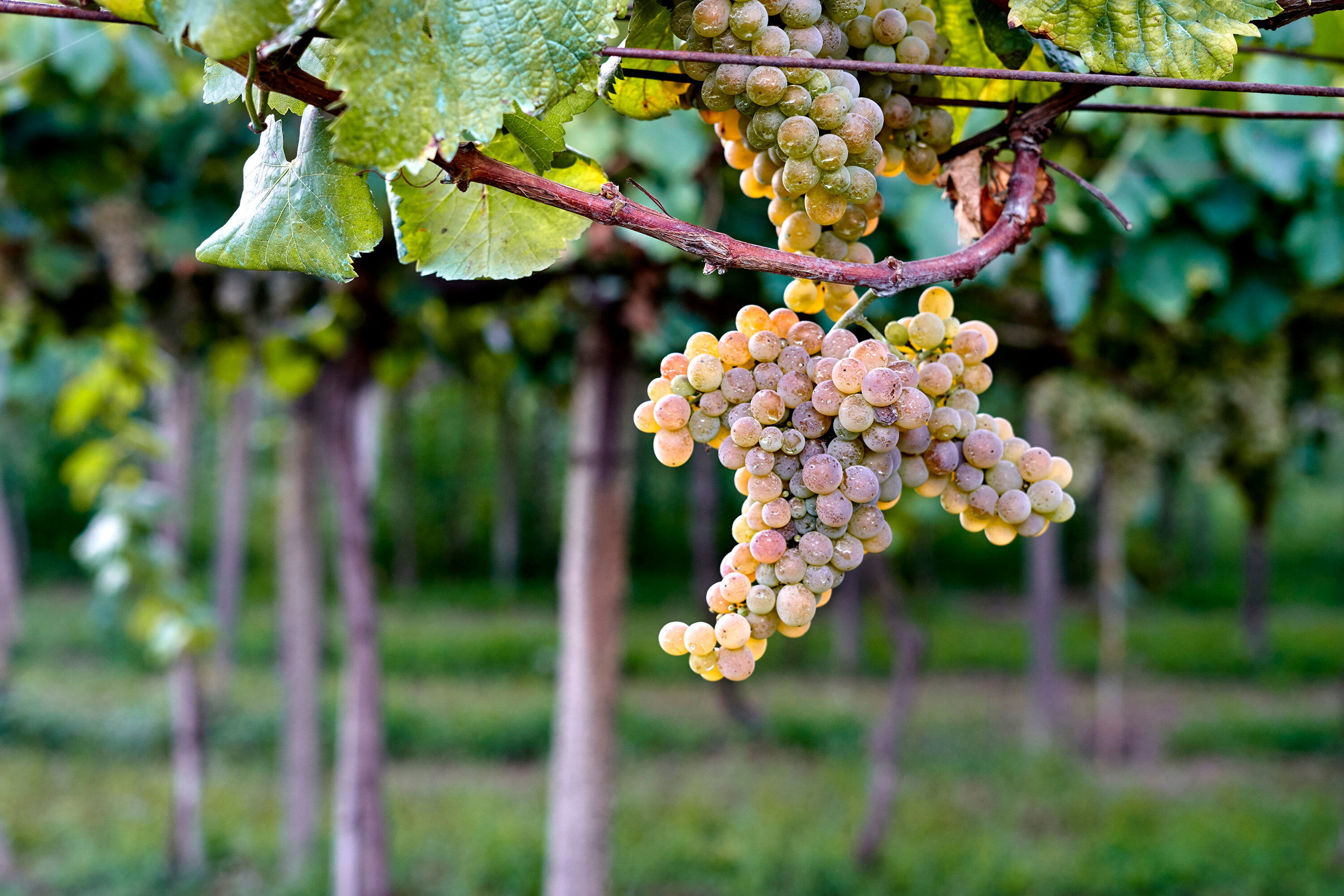 Albariño