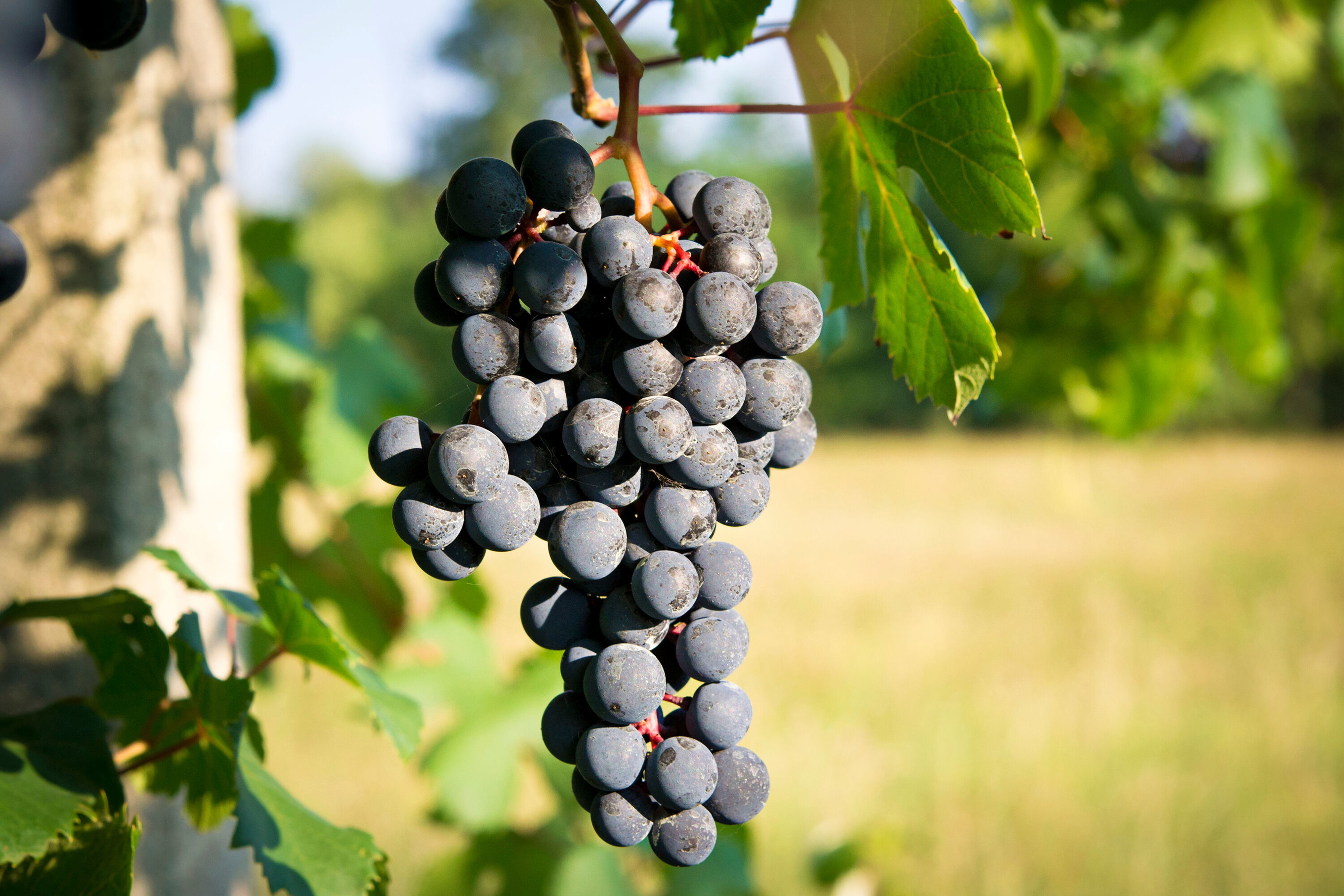 Barbera