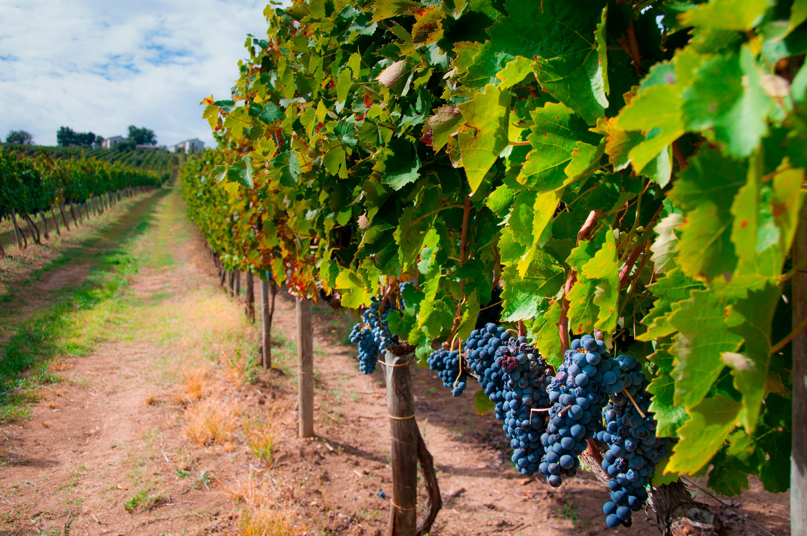 Aglianico