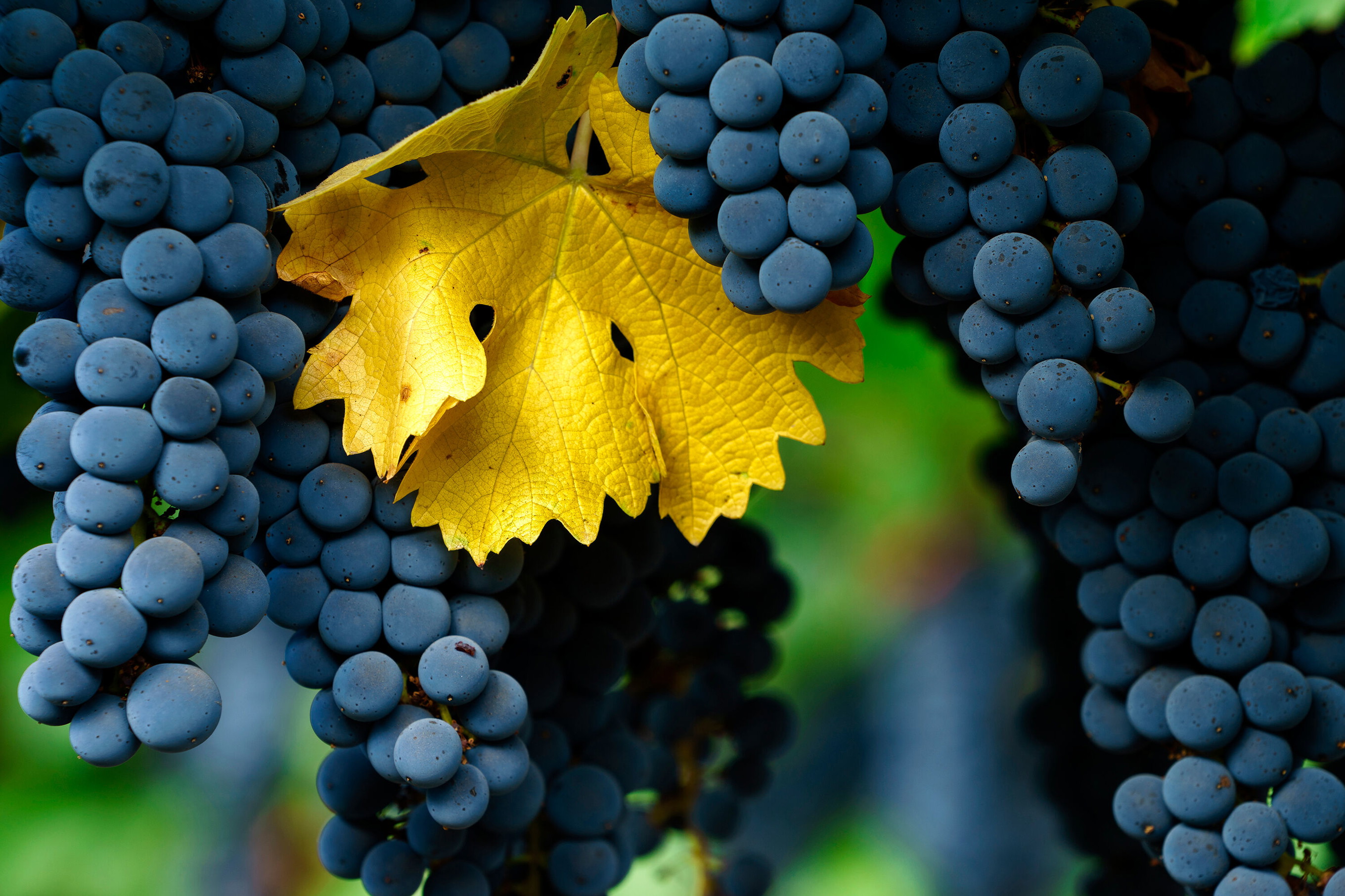Cabernet Sauvignon