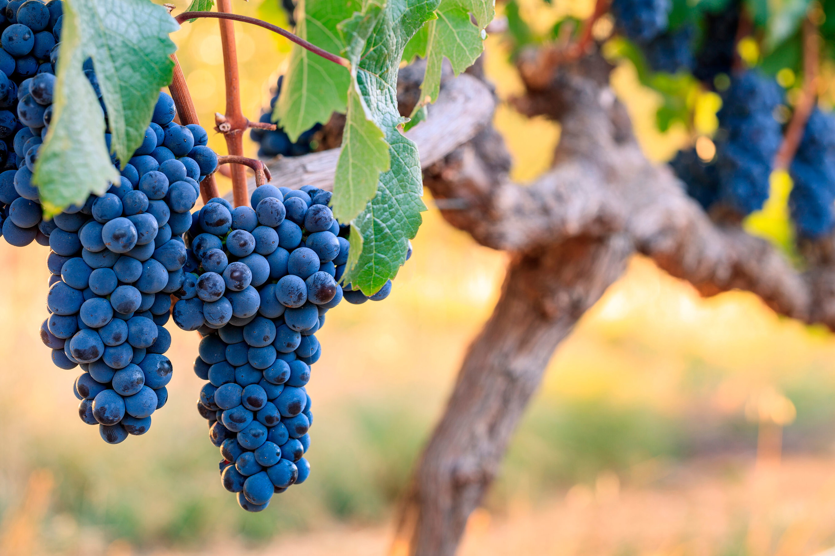 Cabernet Franc