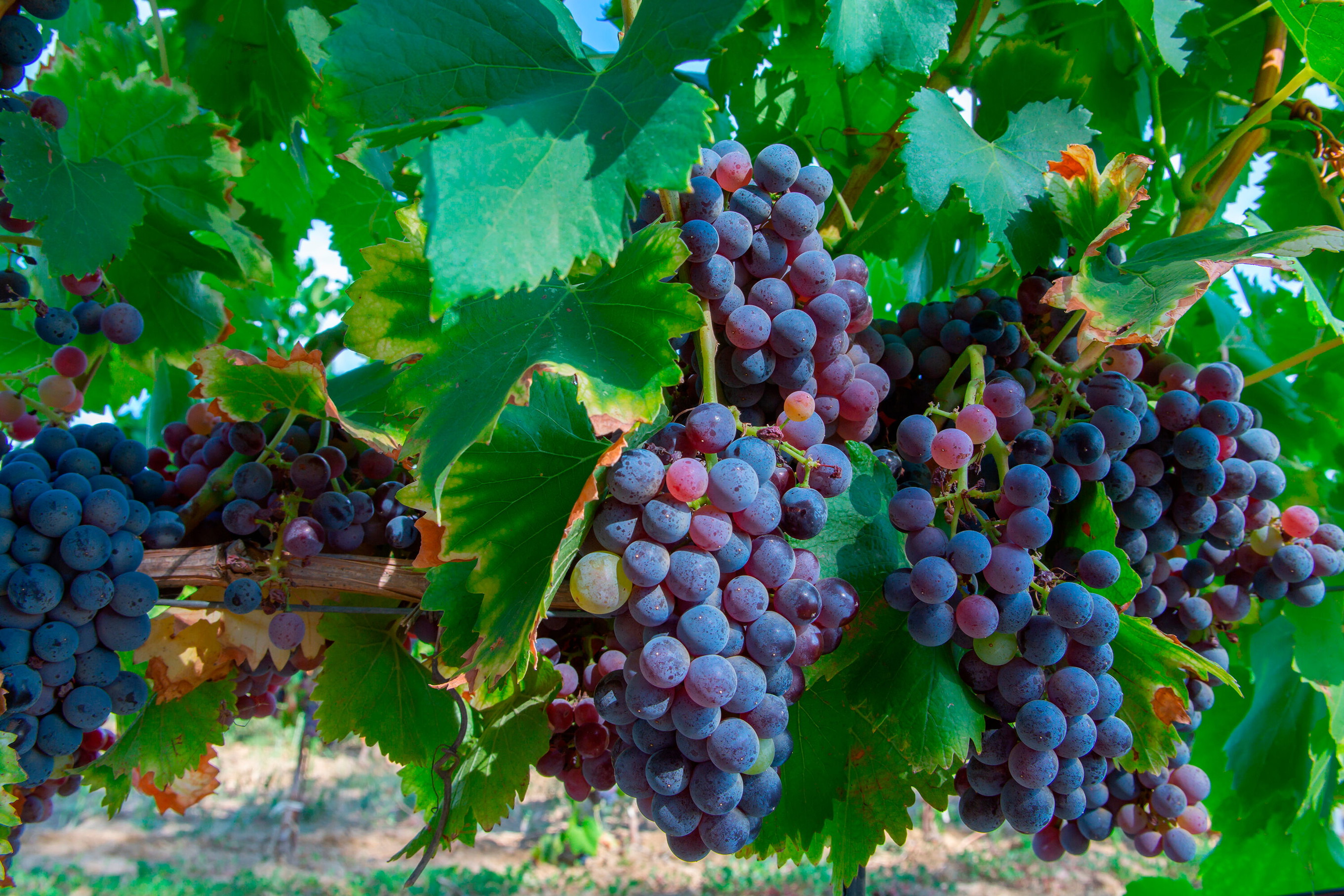Carignan