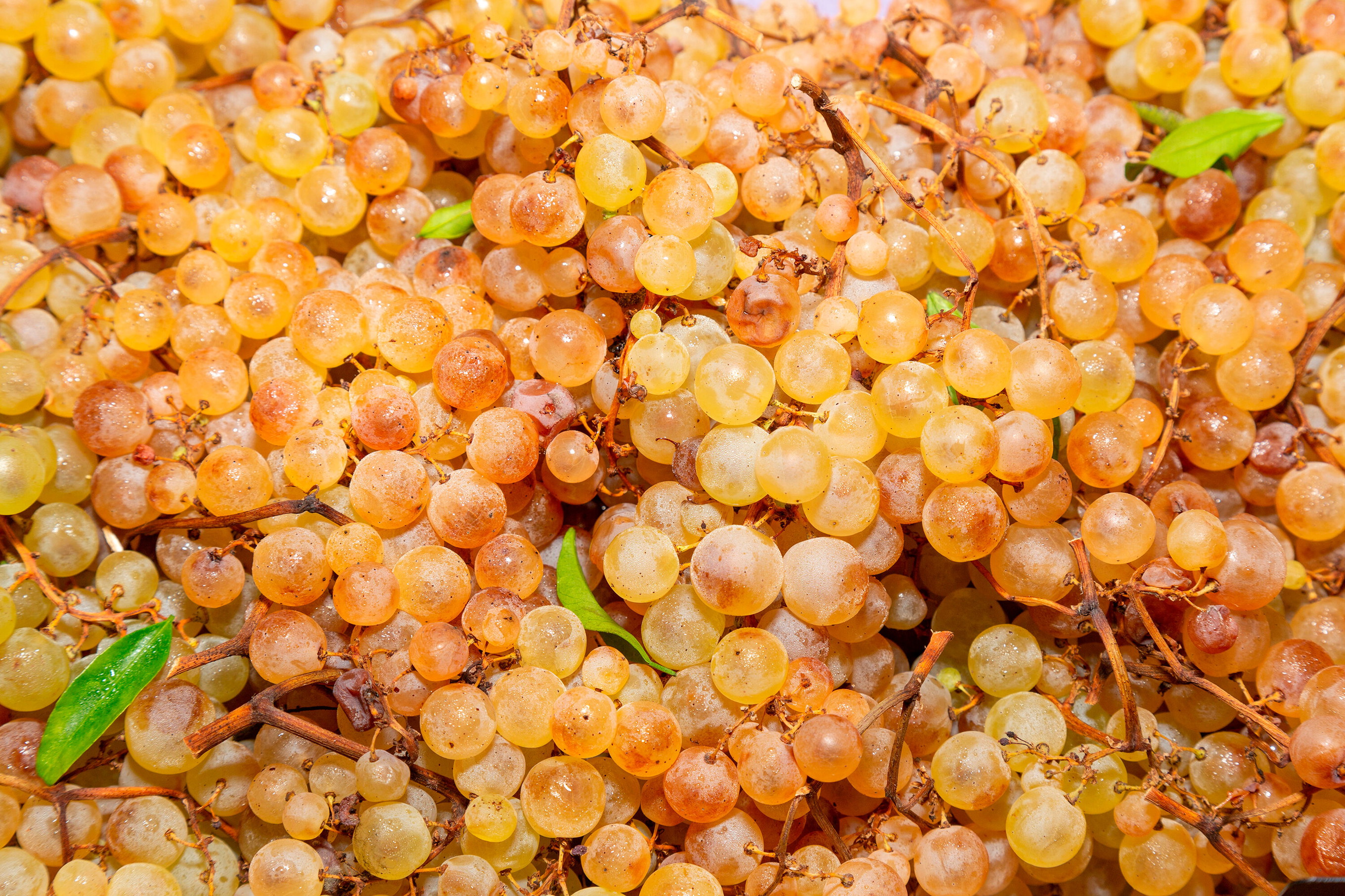 Chasselas