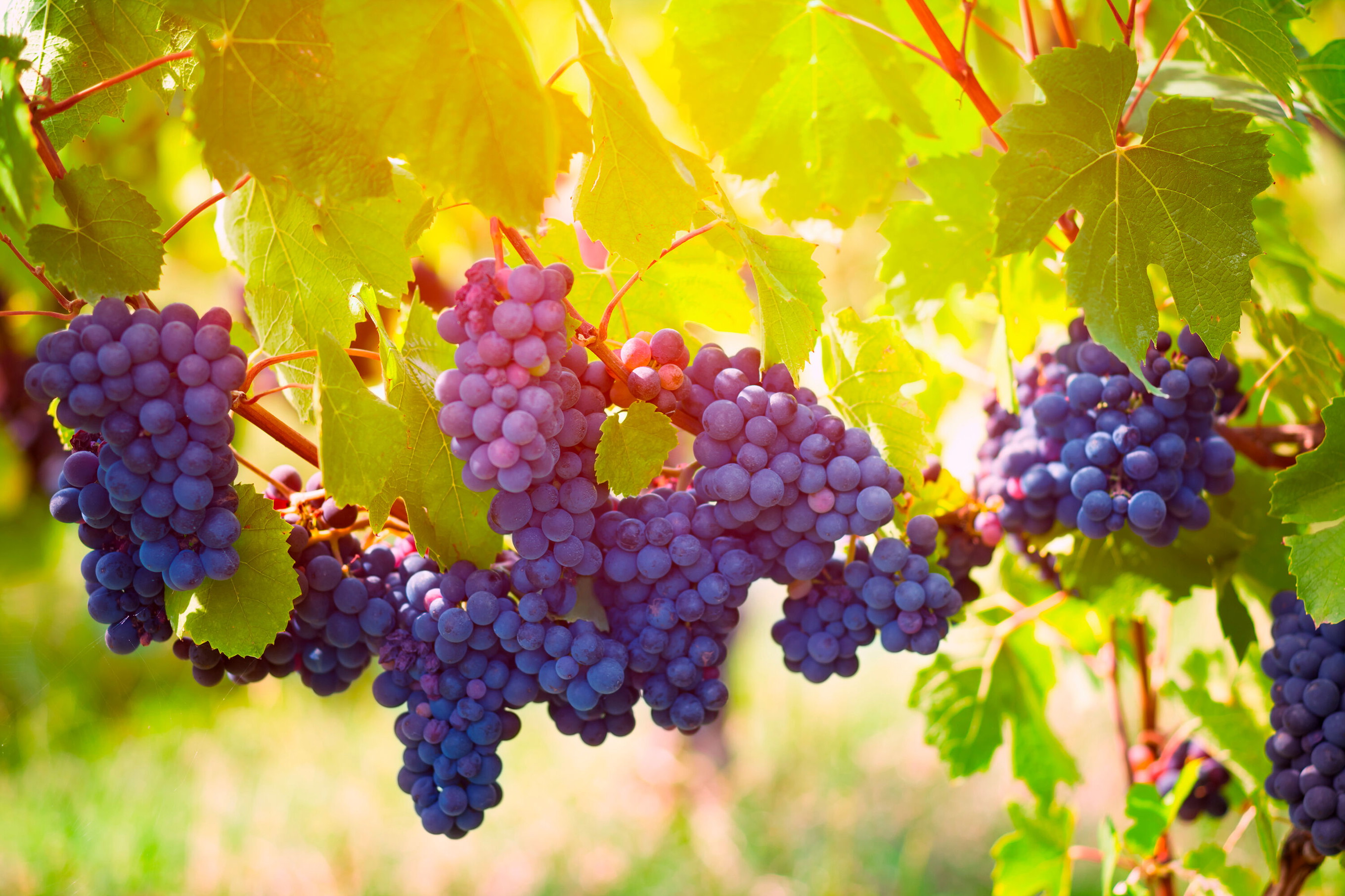 Gamay