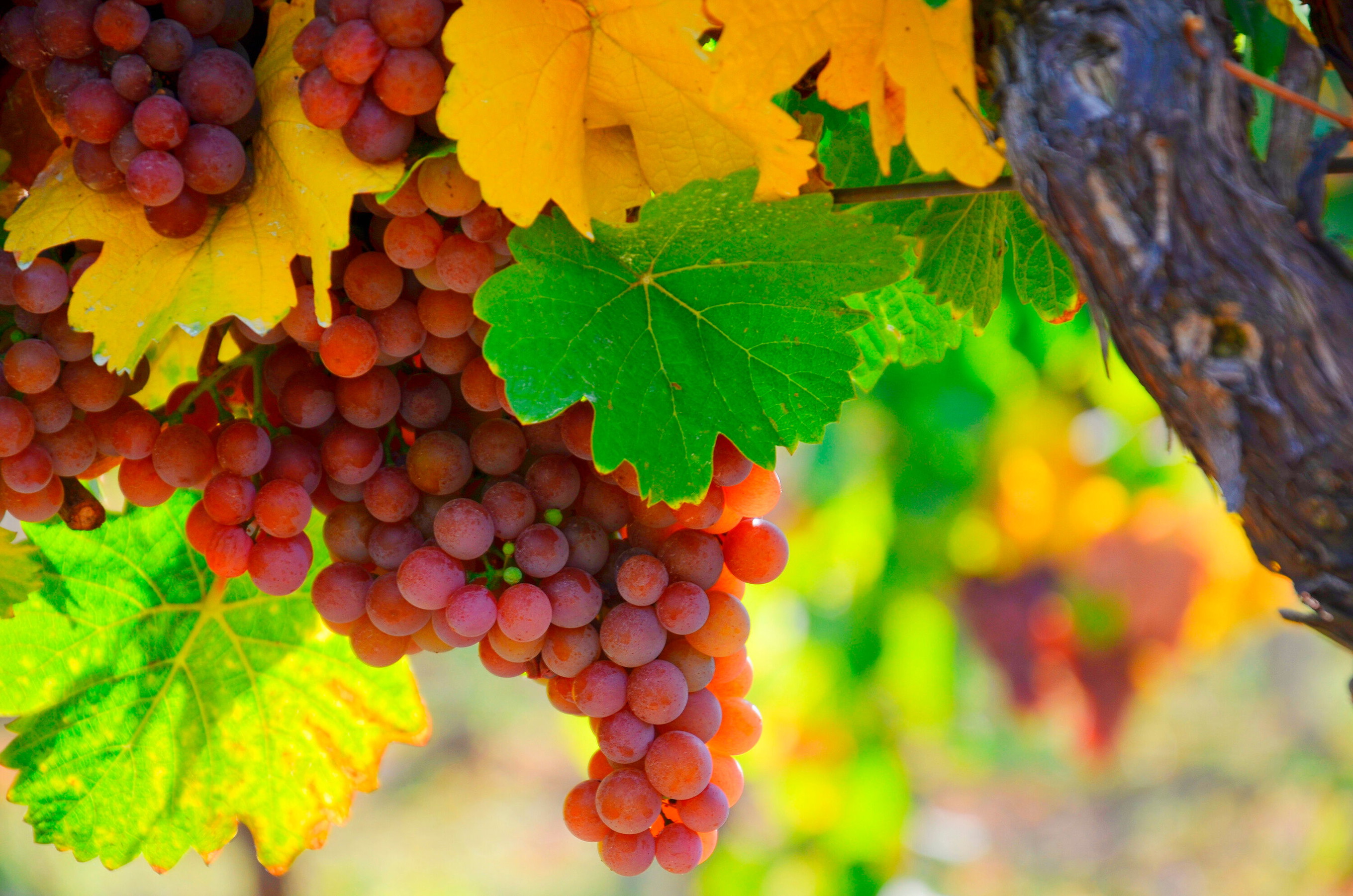 Gewürztraminer