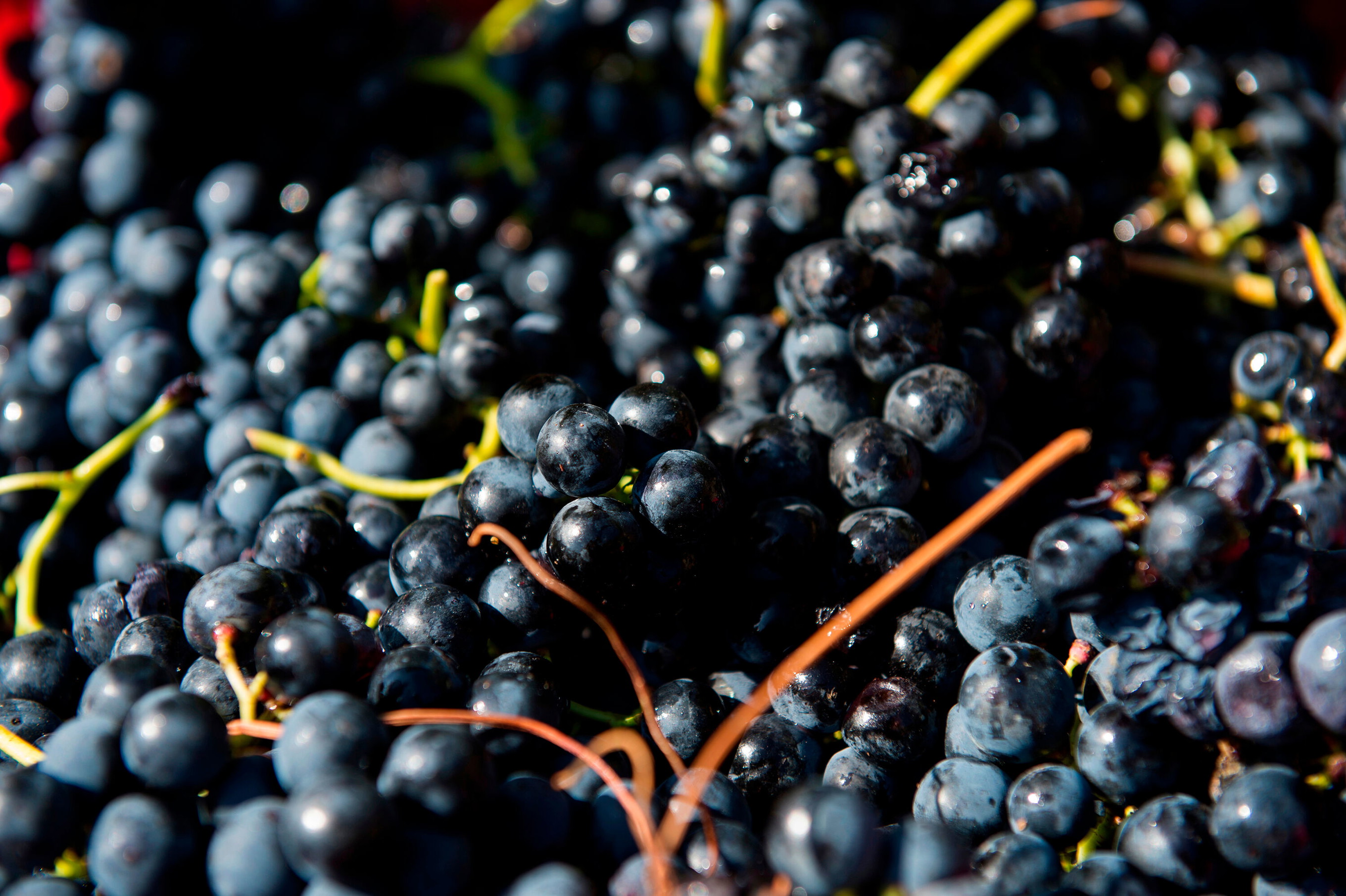 Mencia
