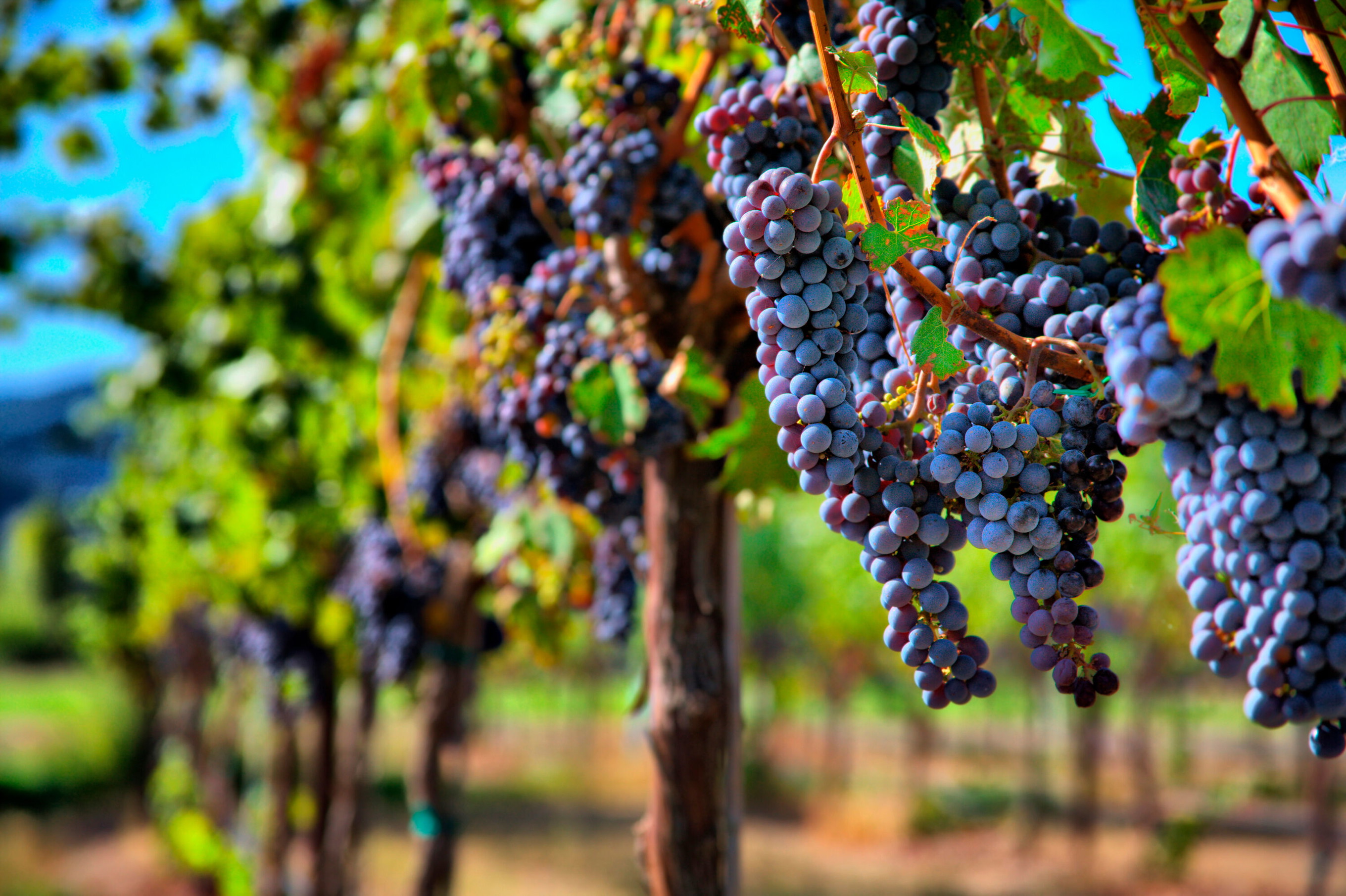 Merlot