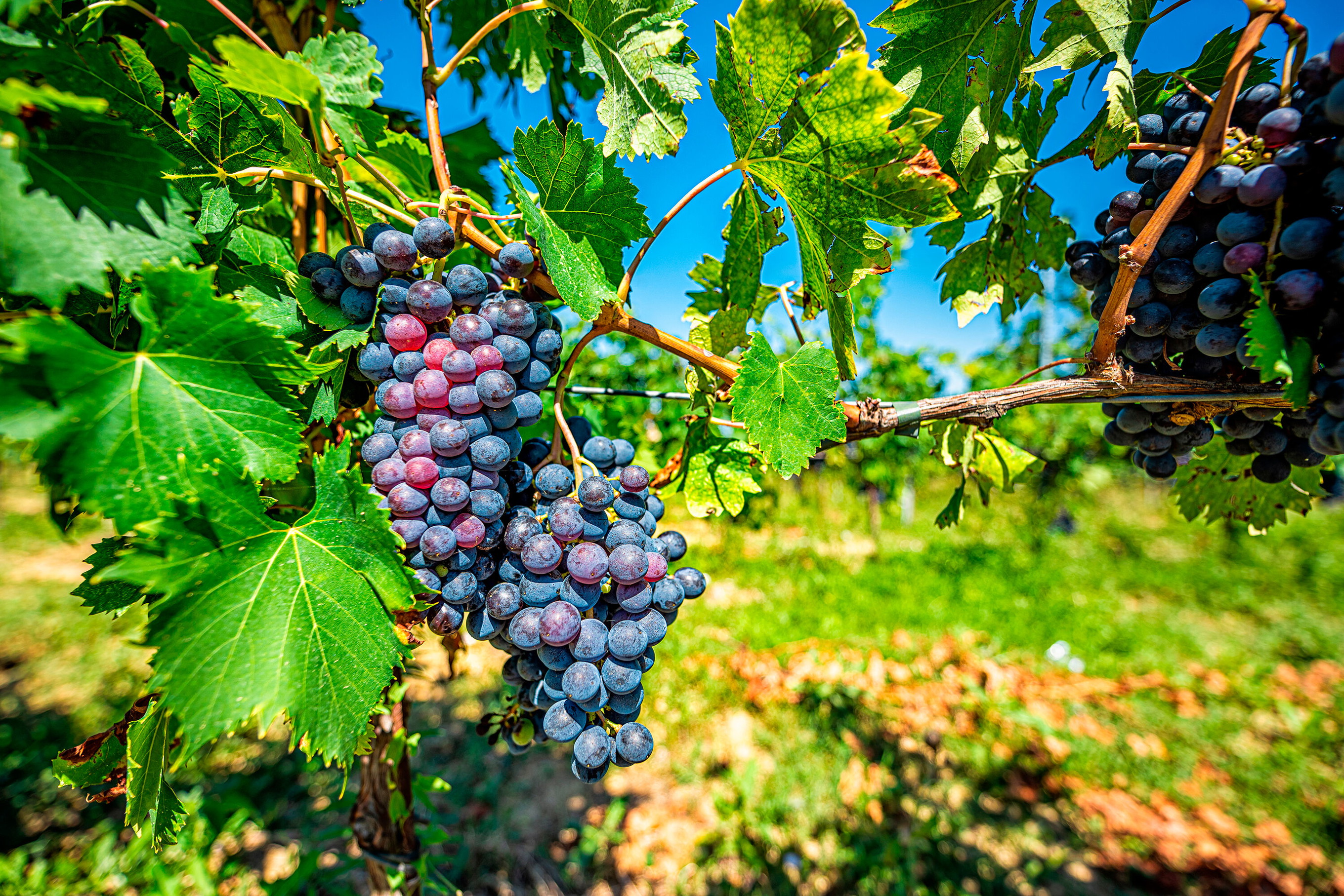 Montepulciano