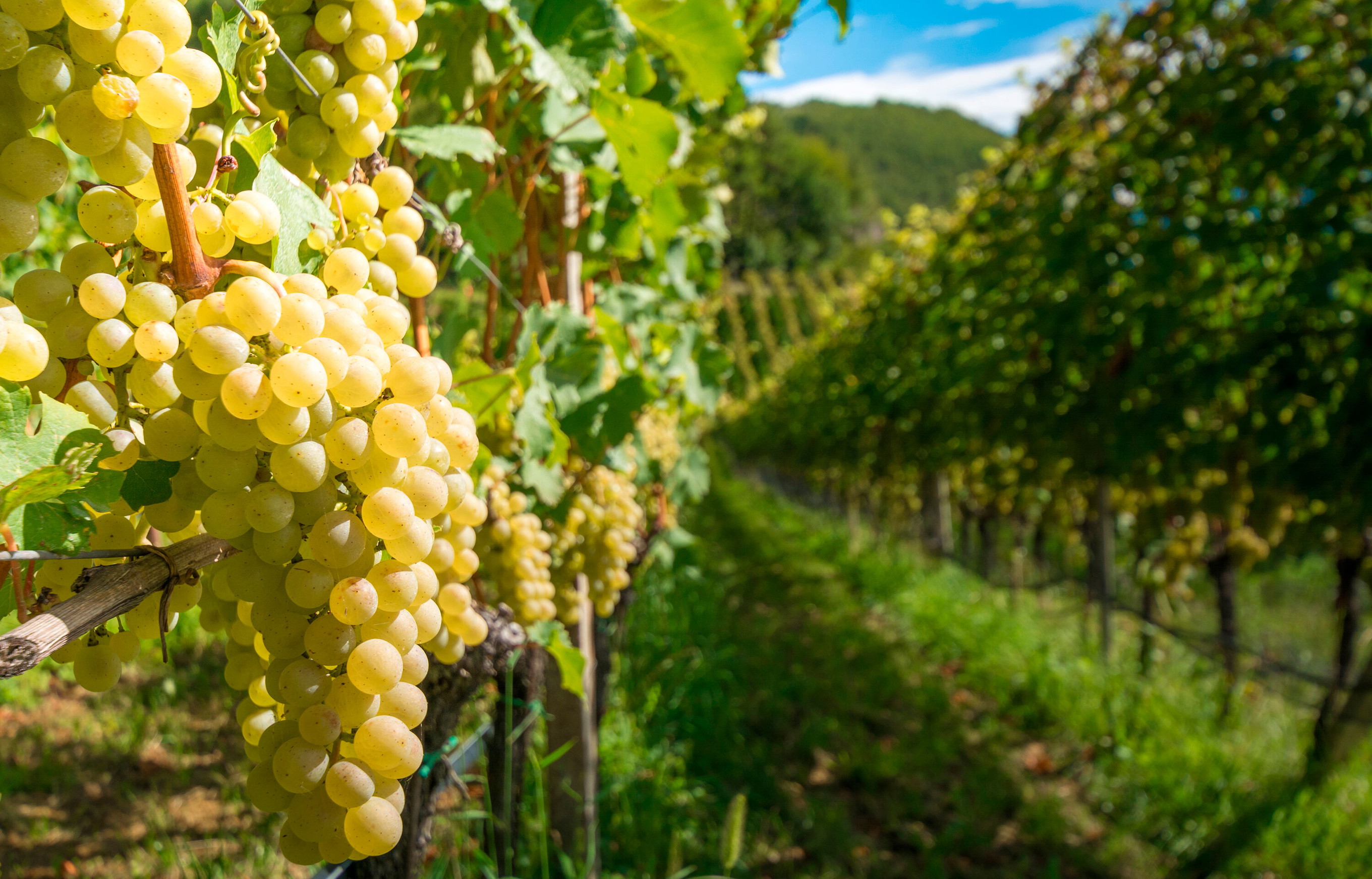 Müller-Thurgau
