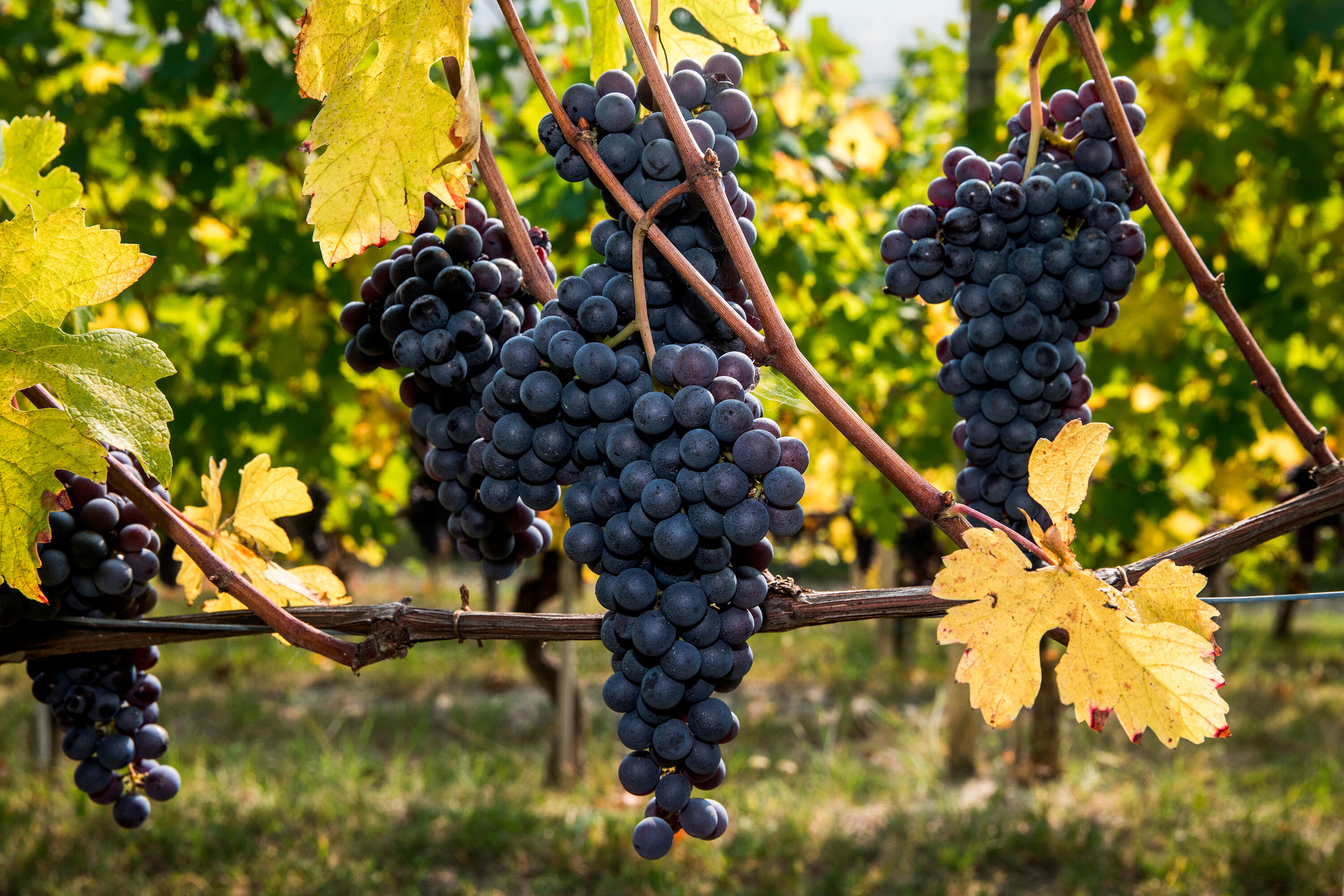 Nebbiolo