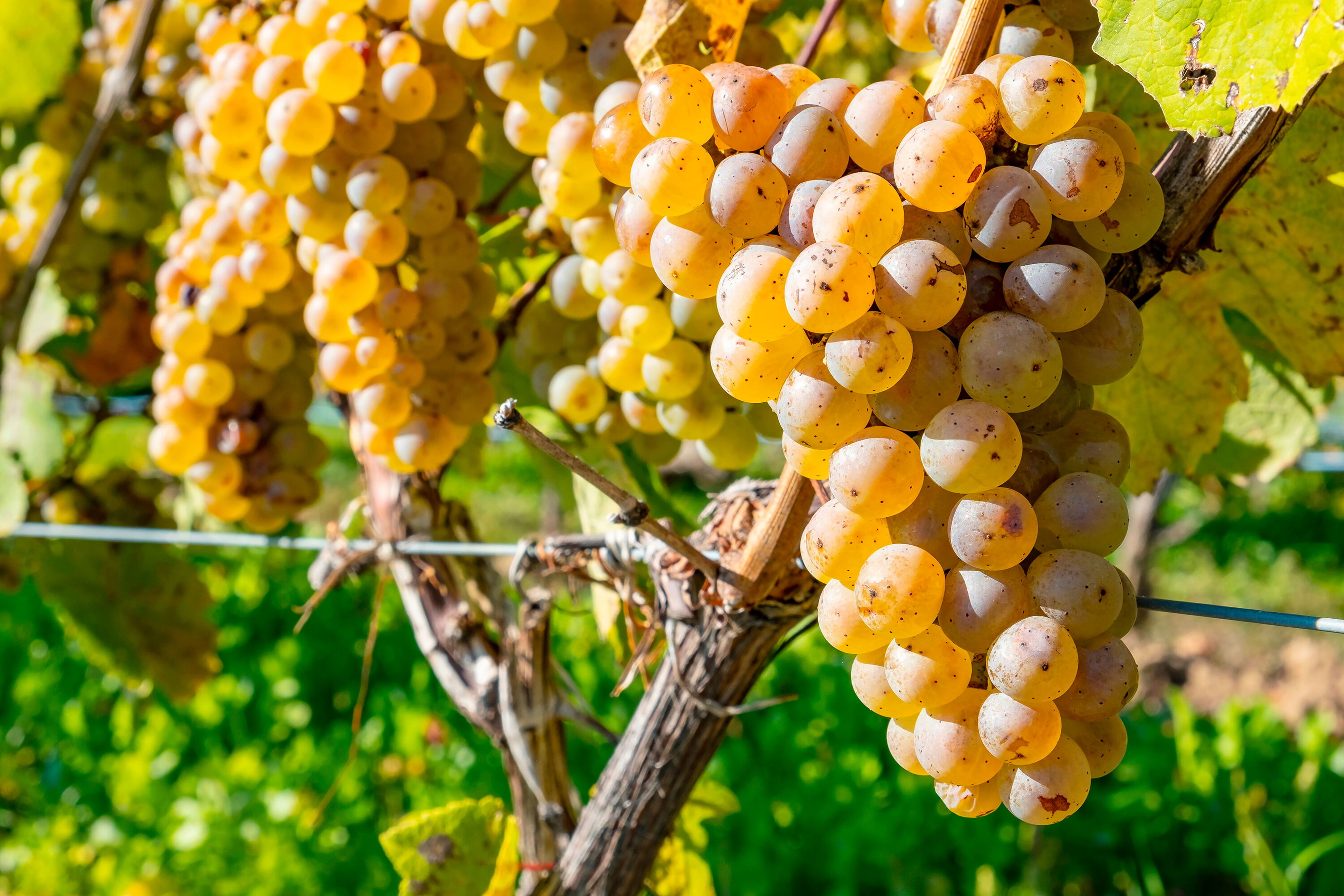Riesling