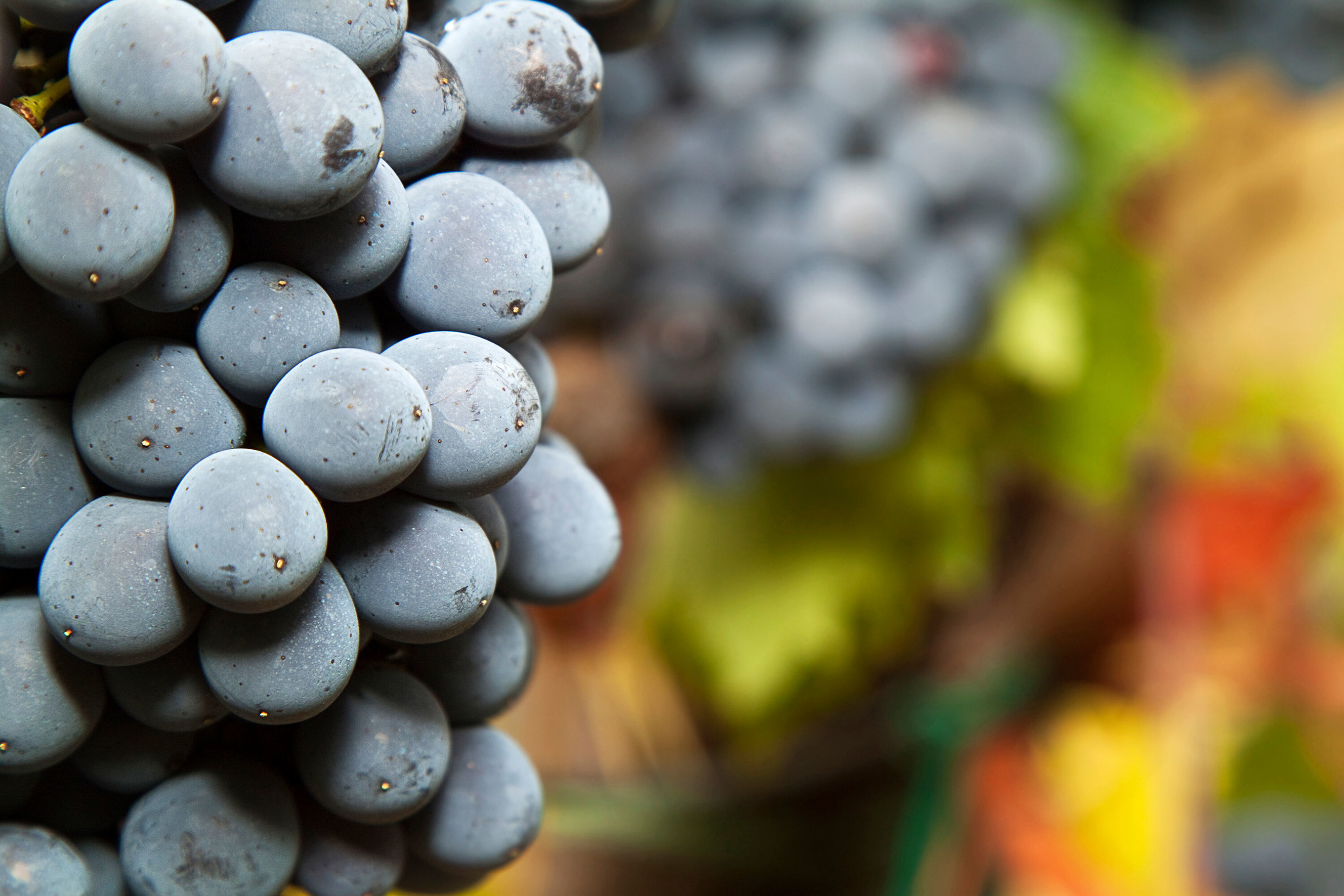 Sangiovese