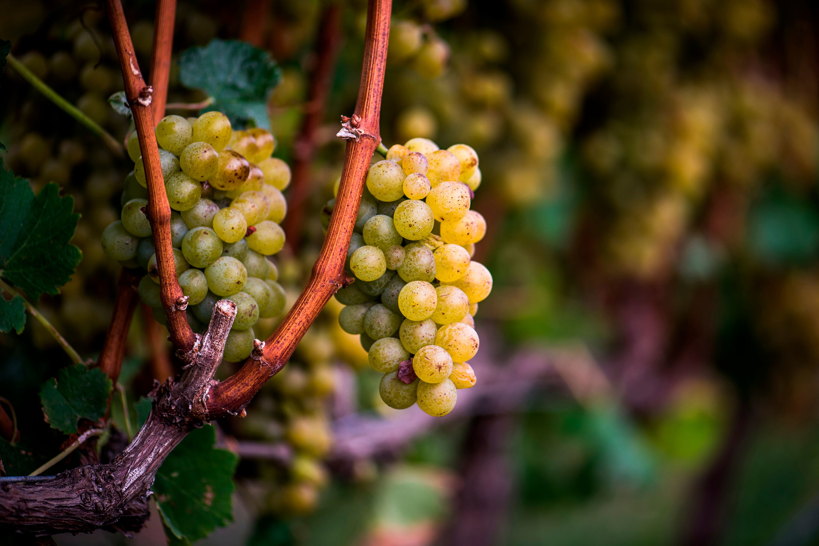 Sémillon