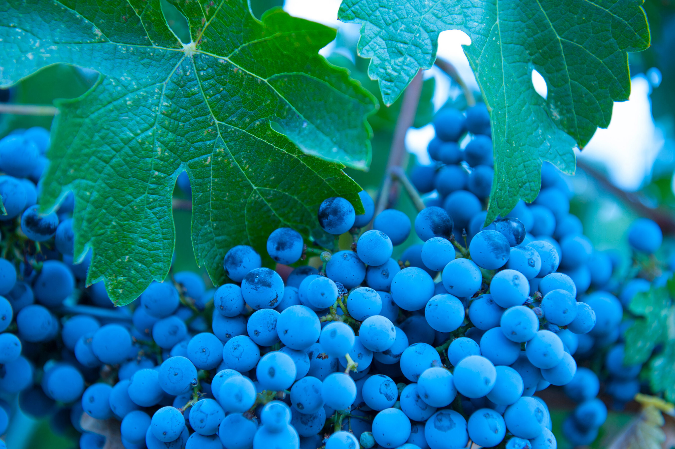 Zinfandel
