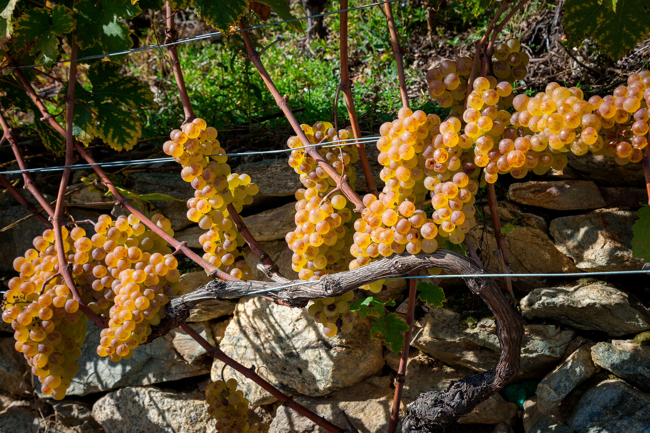 Petite Arvine