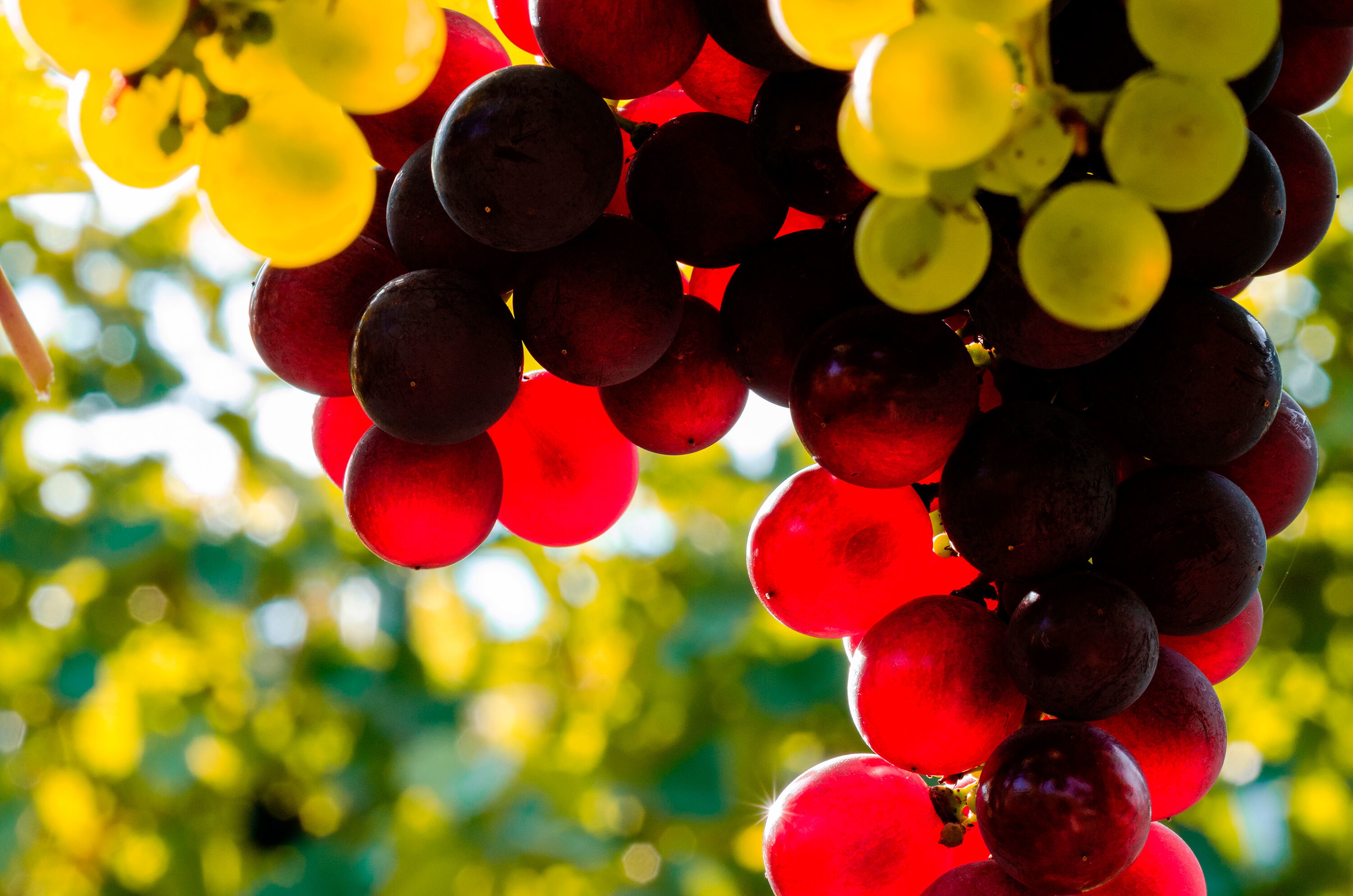 Roter Veltliner