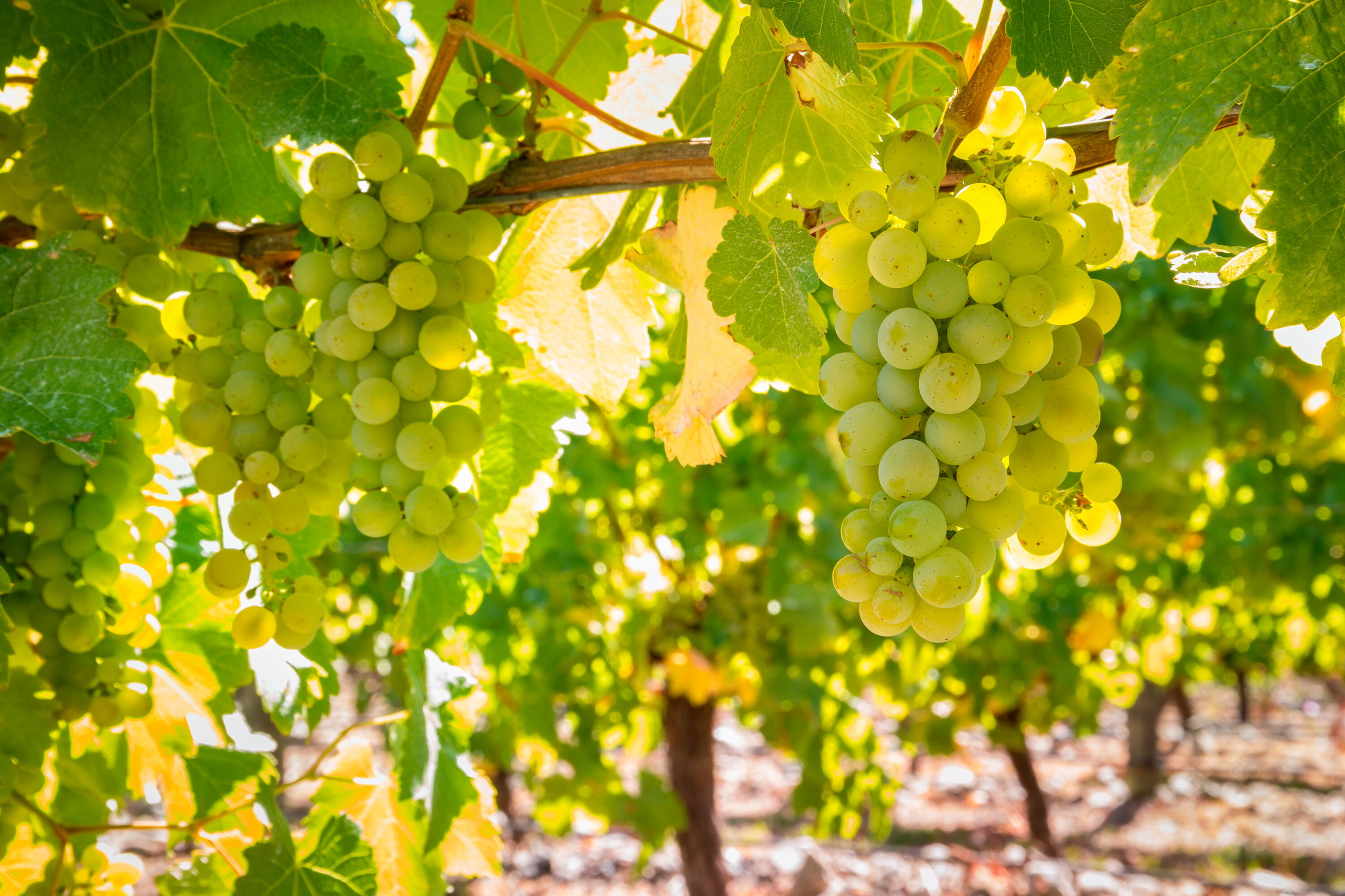 Sauvignon Blanc