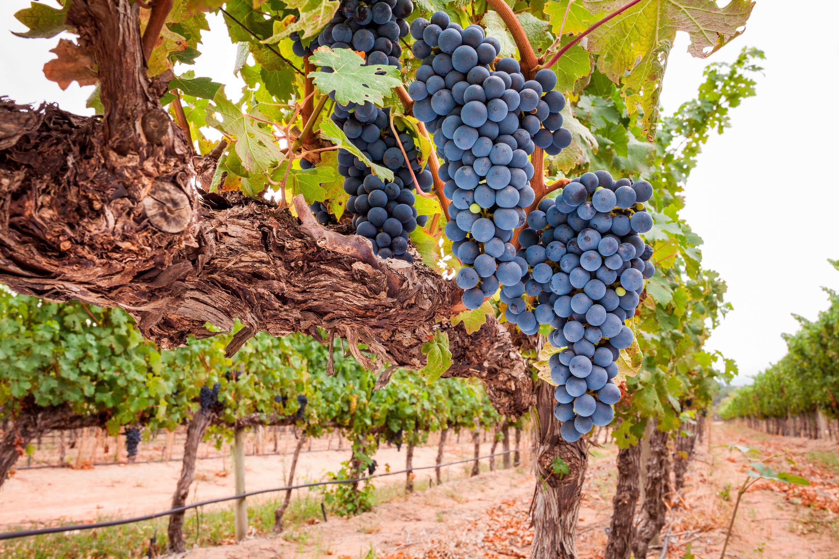 Syrah