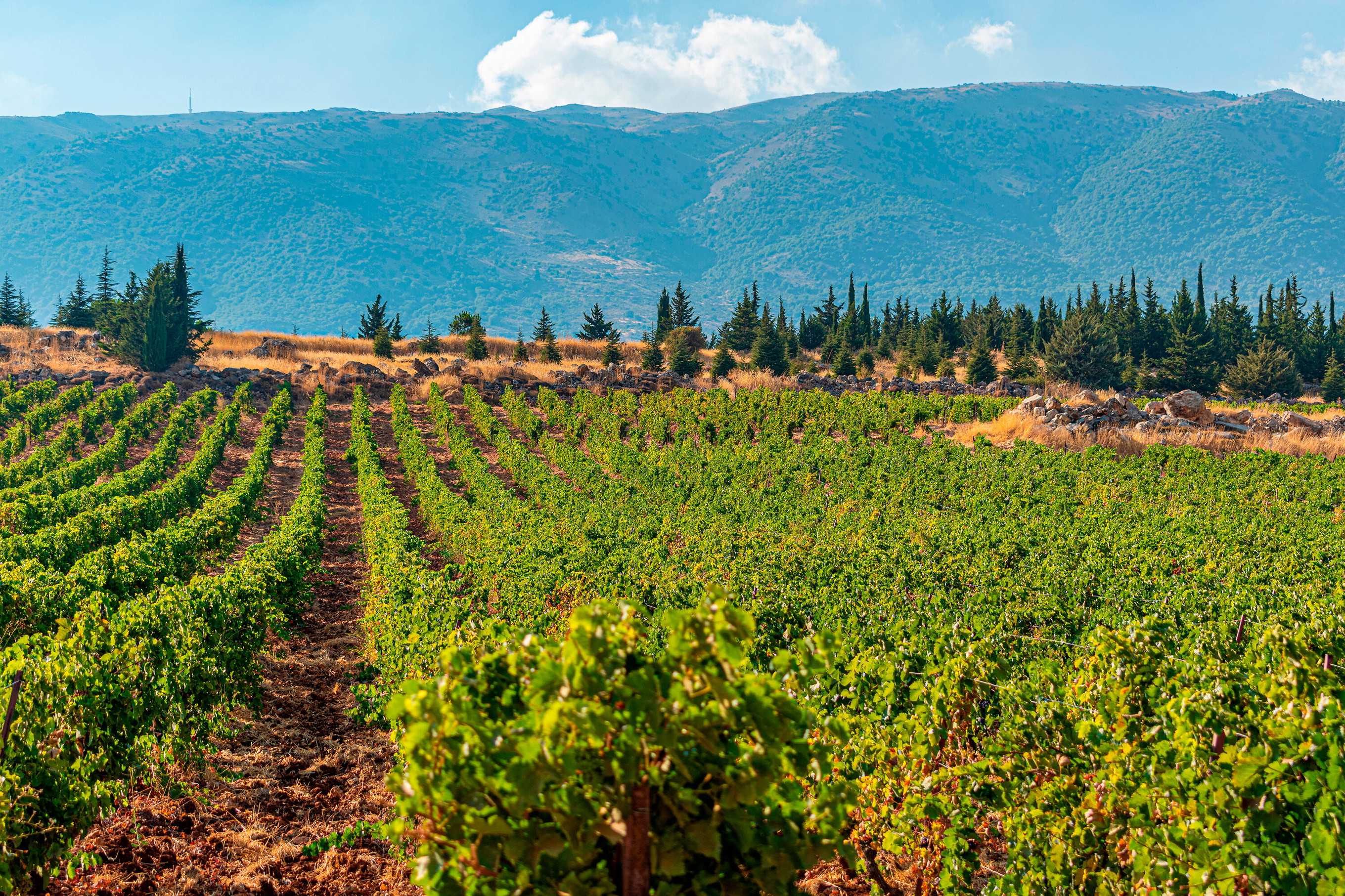 Bekaa plain