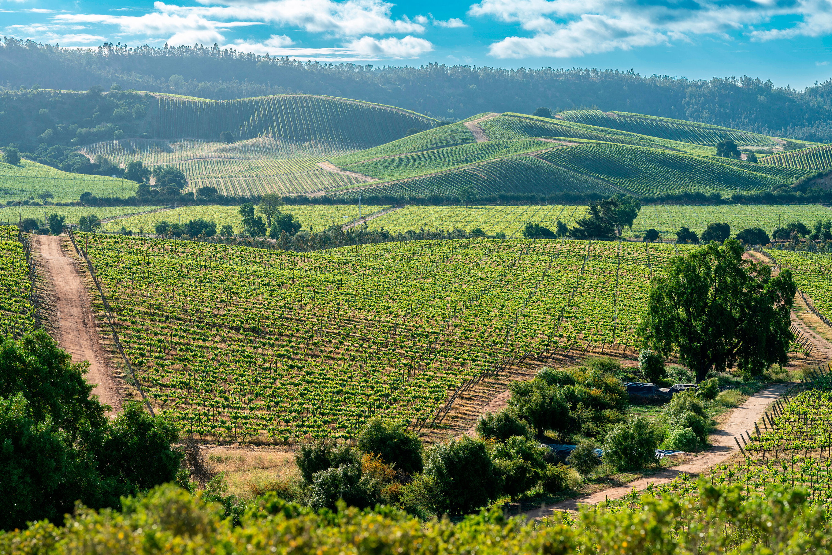Casablanca Valley
