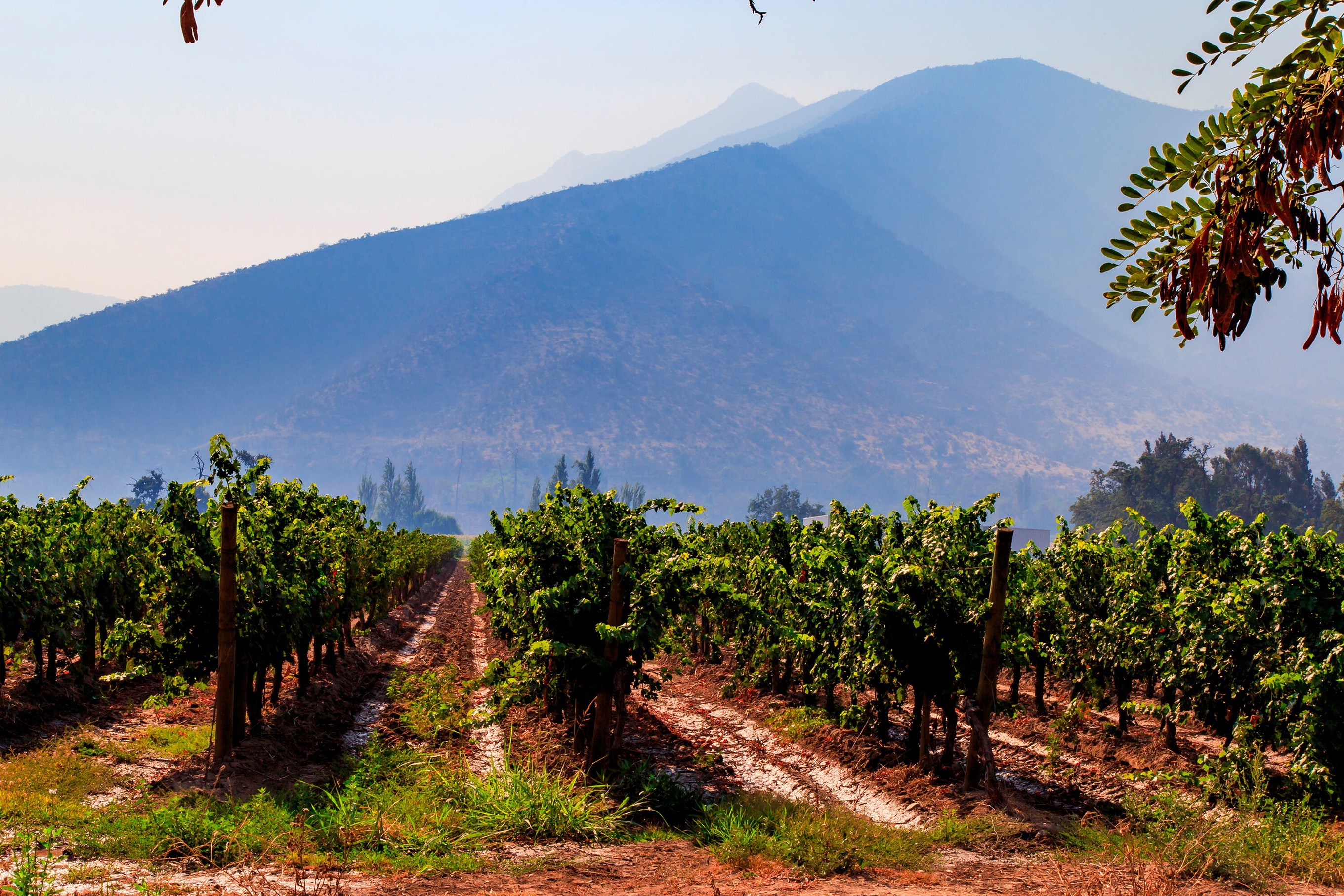 Maipo Valley
