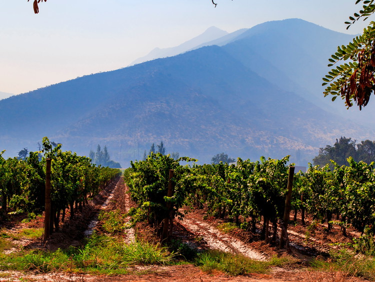 Maipo Valley