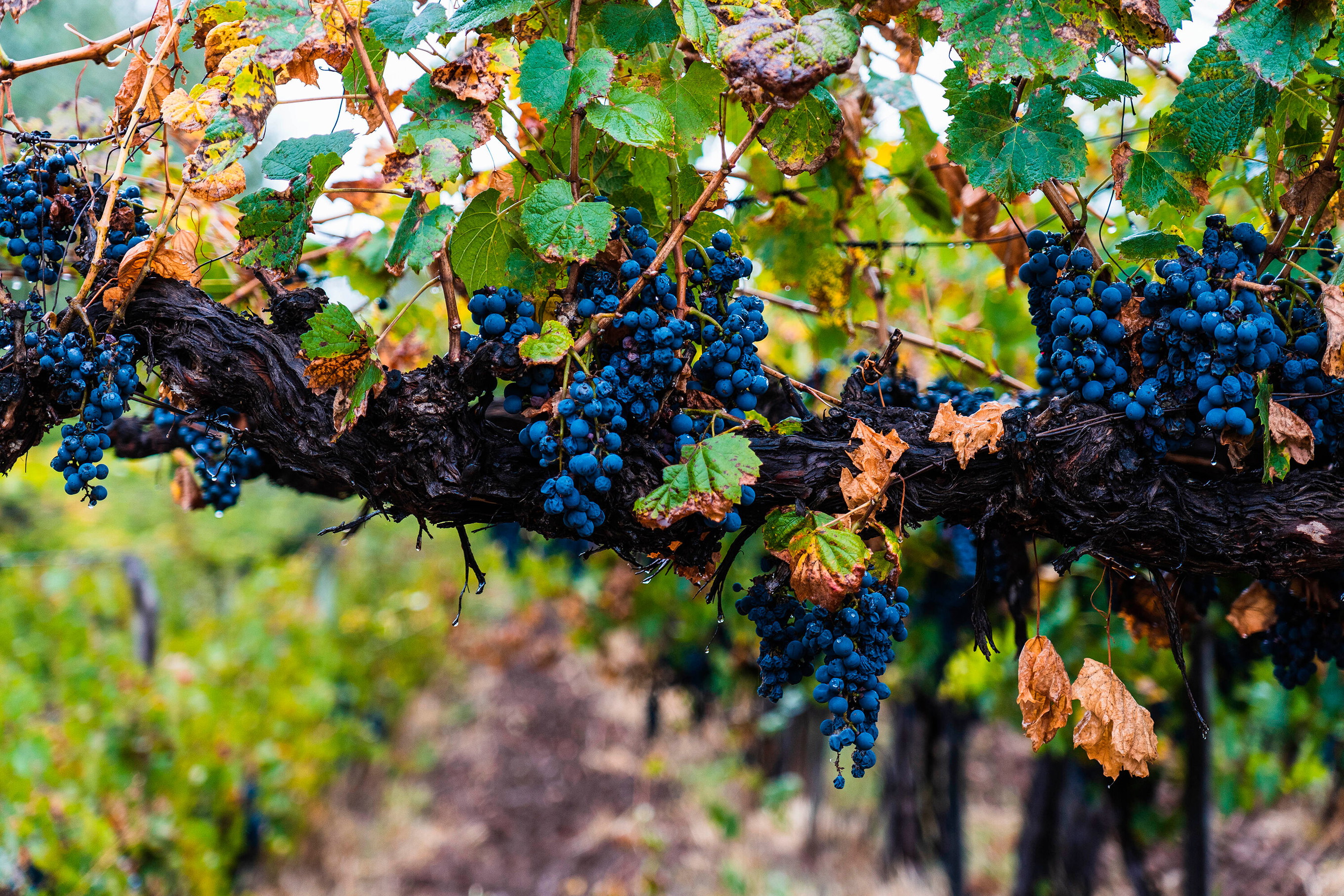 Malbec