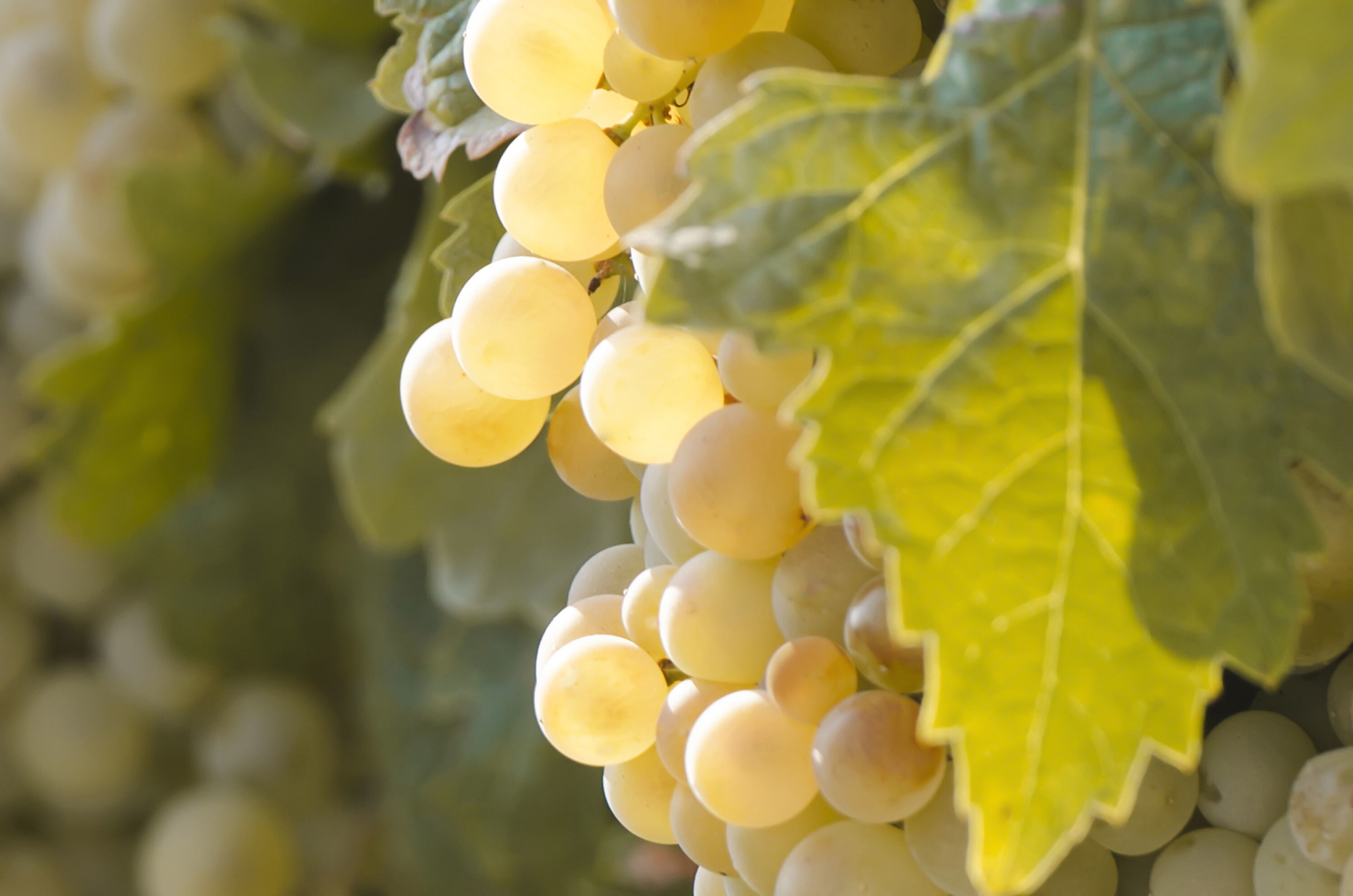Verdejo