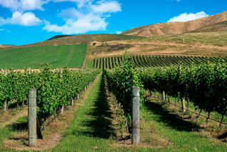 Martinborough