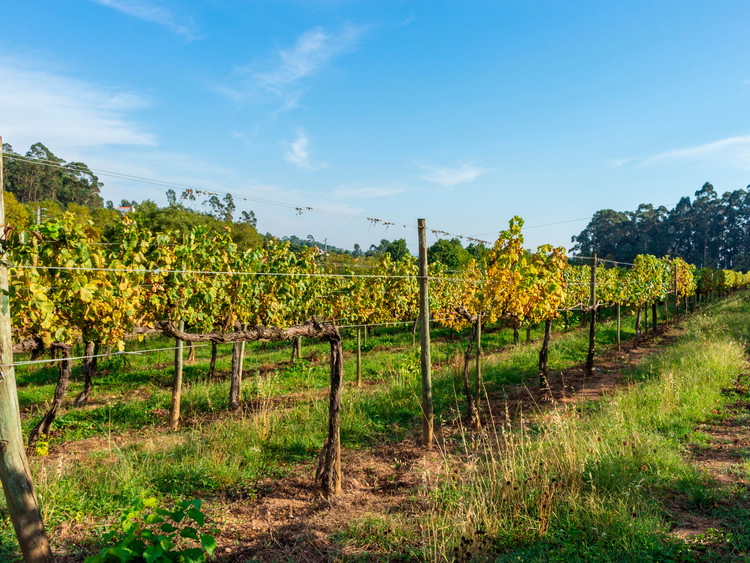Vinho Verde