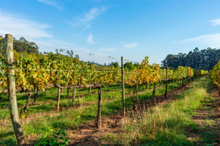 Vinho Verde