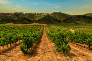 Navarra