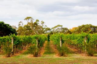 Geelong