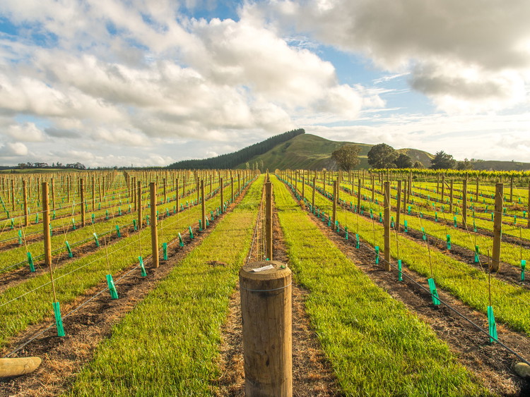 Hawke's Bay