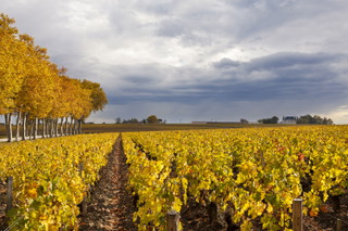 Margaux
