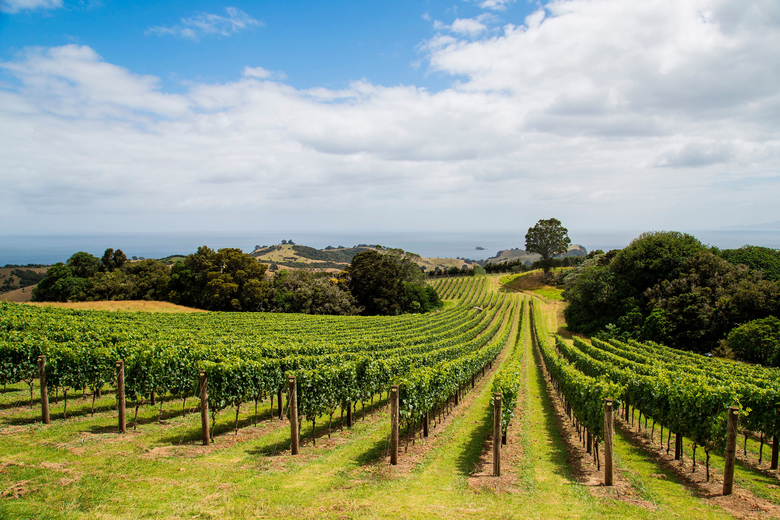 Waiheke Island