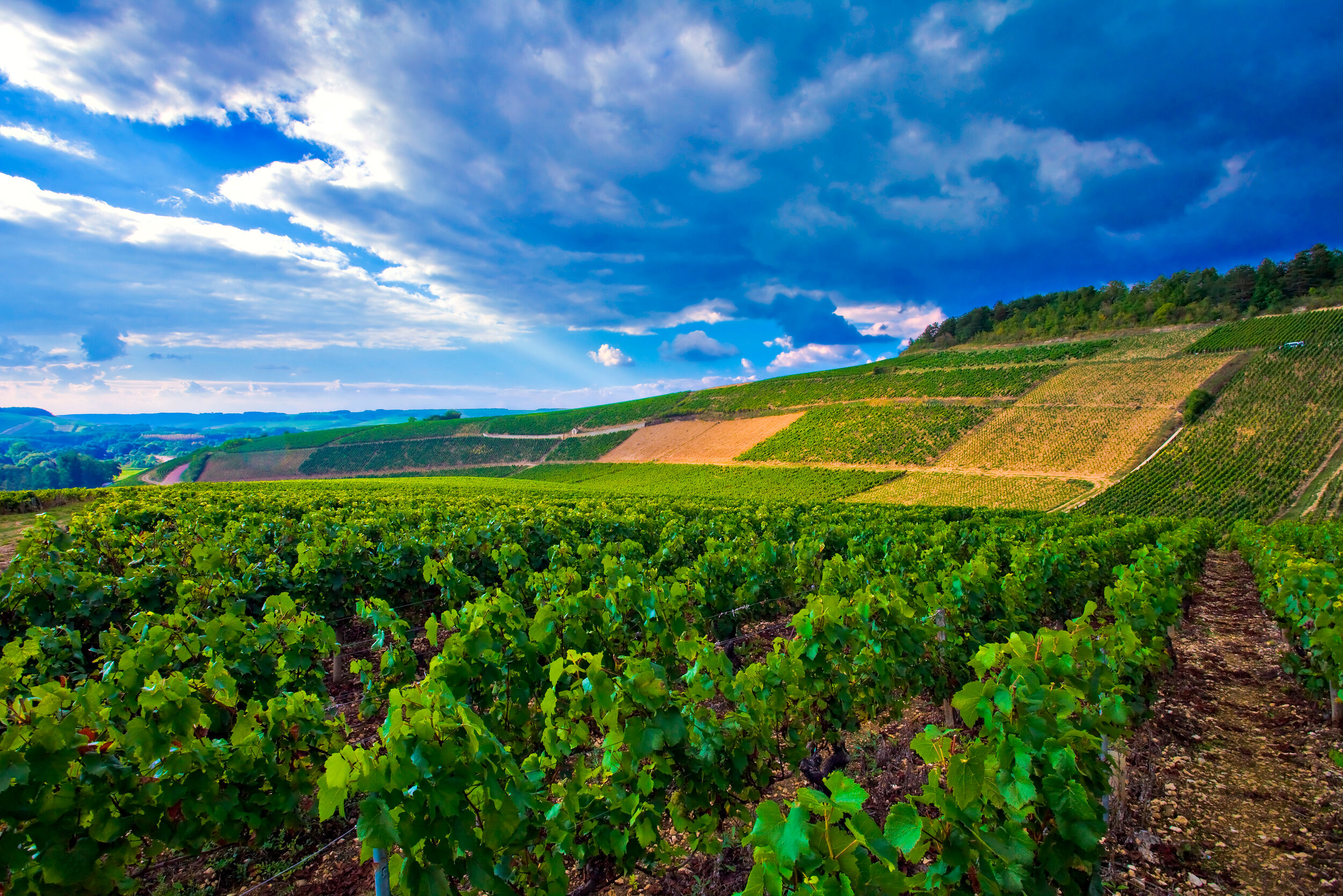 chablis