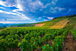 chablis
