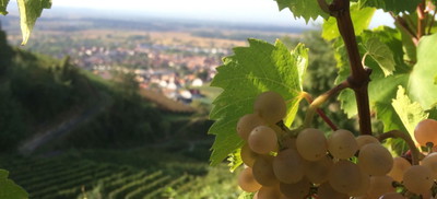 Weingut Schweizer