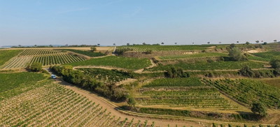 Weingut Sutter