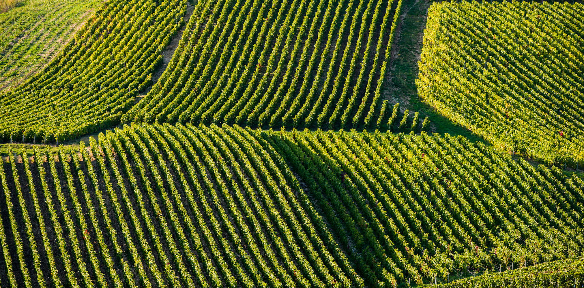 2019 Barolo DOCG La Serra - Agostino Bosco - Falstaff